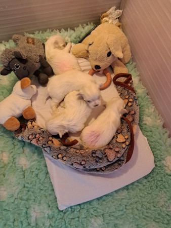 2-8-25 10.19 uur van voor naar achter Grazia 320 gr Giovanni 328 gr  boven op Giana 332 gr achter Graham 338 gr.jpg